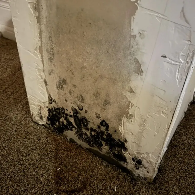 Professional Mold Removal in Cottonwood Falls, KS